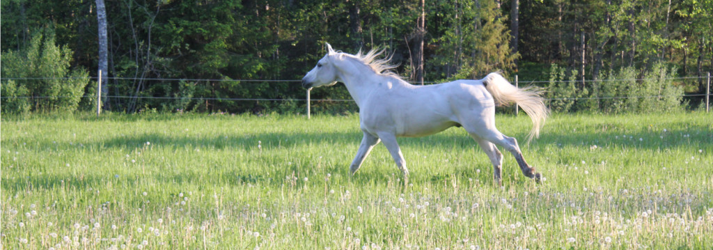 Sommarbete norr om Arlanda