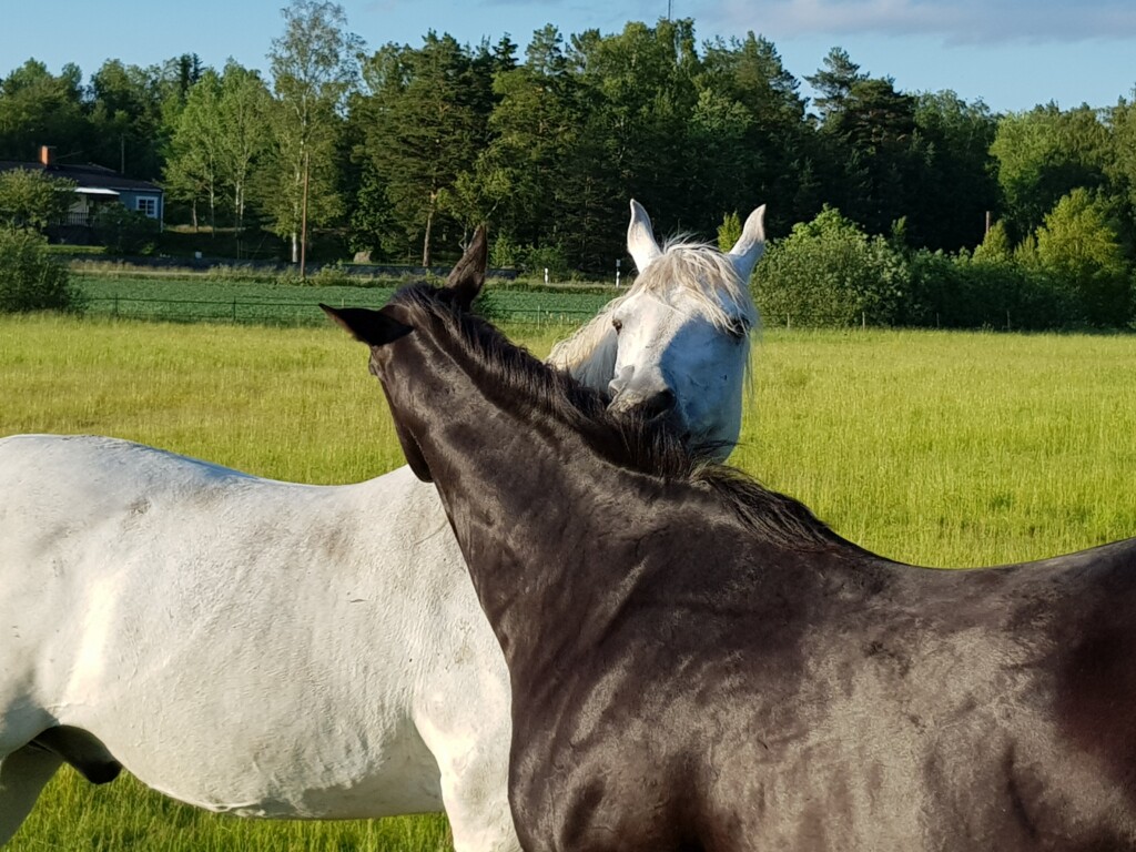 Sommarbete på Mälby