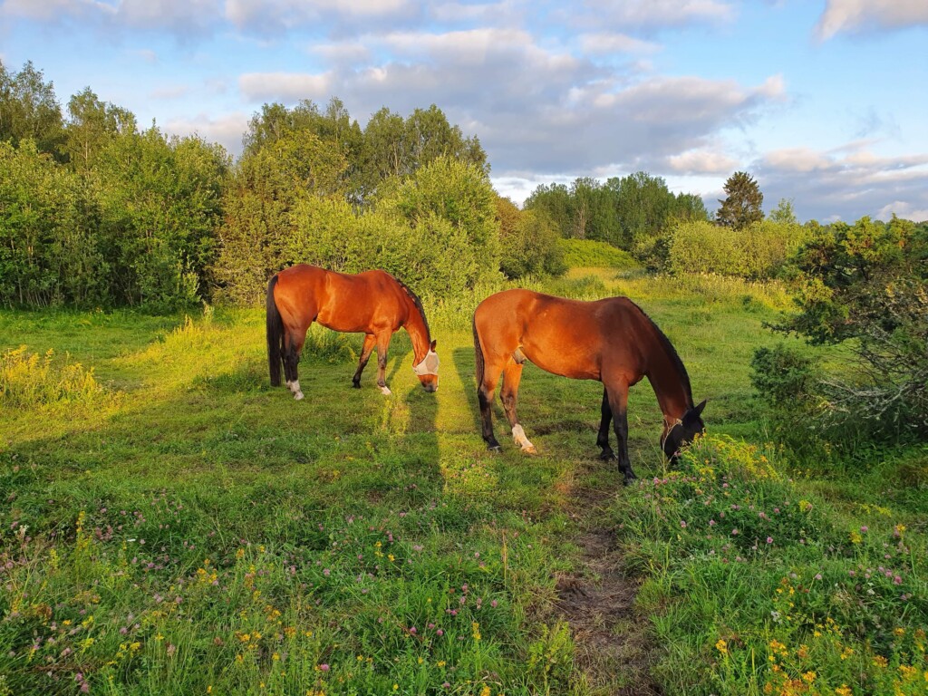 Sommarbeta på Mälby